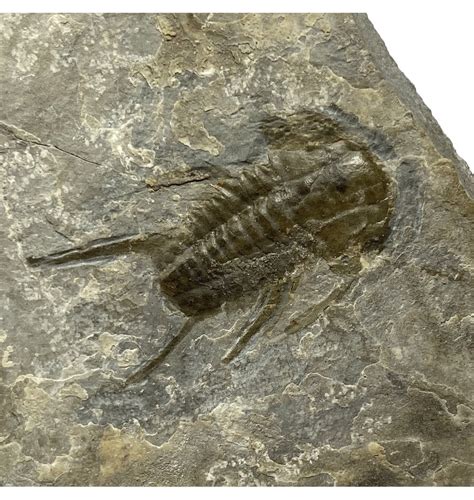 cambrian fossils for sale